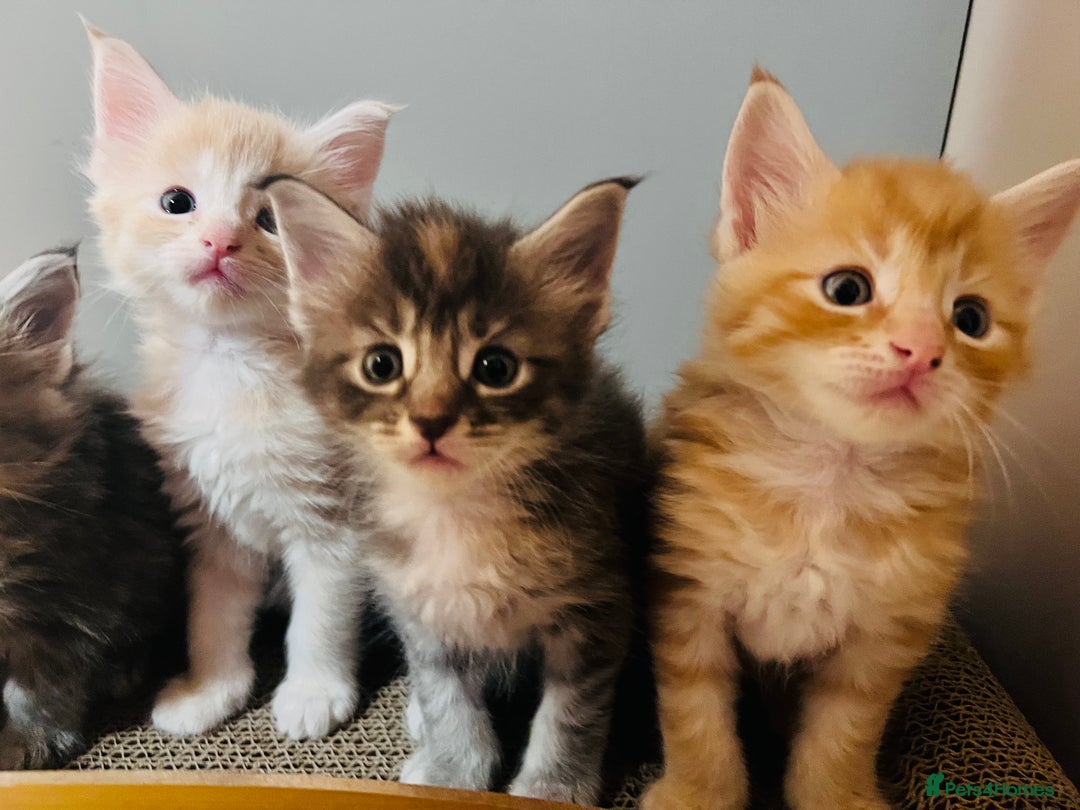 Maine Coon cats for sale: Beautiful Maine Coon babies - Image 9
