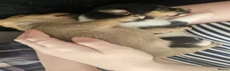 Jack Russell dogs for sale: 4 chunky Jack russell pups in Winsford - Advert 3