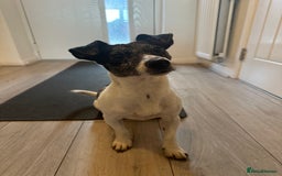Jack Russell dogs for sale: Beautiful Blue Merle Tricolour Male - 3 years old - Image 7