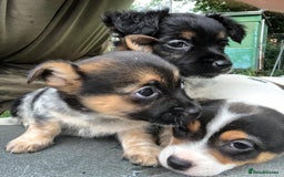 Jack Russell dogs for sale: Jack Russell puppies - Image 25