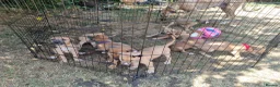 Lurcher dogs for sale: Lurcher pups  in Sturminster Newton - Advert 3