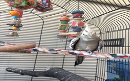 Cockatiels birds for sale: 2x cockatiels for sale and cage/toys - Image 8