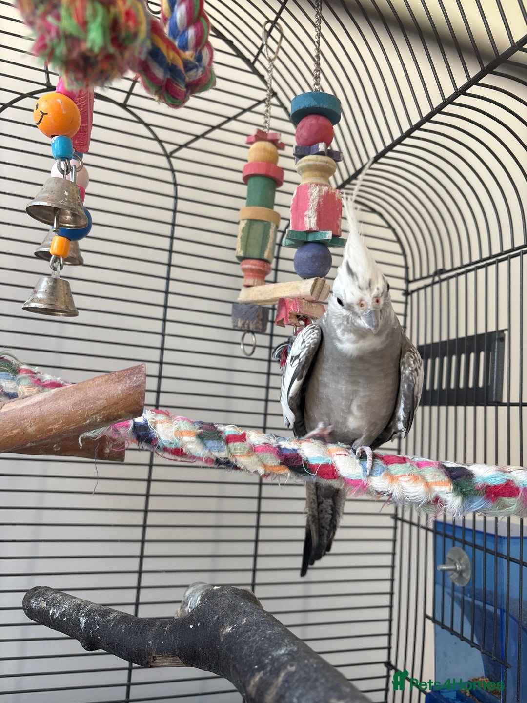 Cockatiels birds for sale: 2x cockatiels for sale and cage/toys - Image 8