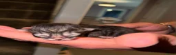 Bengal cats for sale: Bengal X Maine Coon Kittens  in Lyme Regis - Advert 7