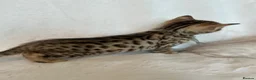 Bengal cats for sale: Stunning Pure Bengal Kittens Ready For Reservation - Advert 38