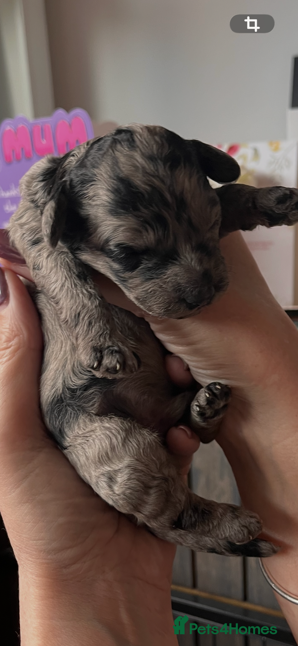 Cockapoo dogs F1BB Cockapoo Puppies Blue Merle, Apricot & Black - Advert 2