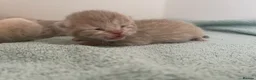 British Shorthair cats for sale: STUNNING LITTER OF RARE COLOUR KITTENS  - Advert 10