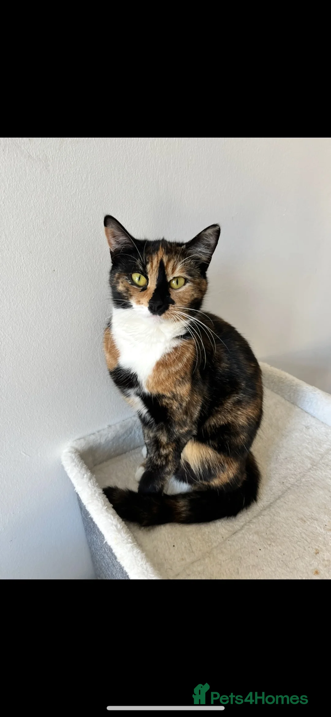 Mixed Breed cats for sale: 1 kitten left  - Advert 1