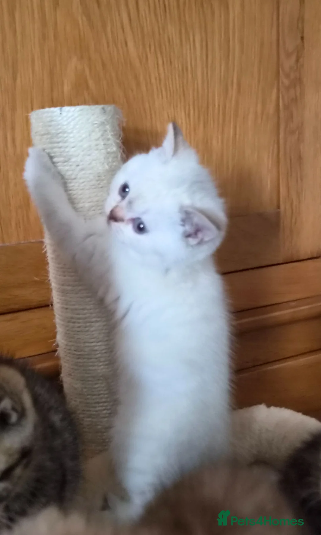 British Shorthair cats for sale: Gorgeous British Shorthair kittens  - Advert 2