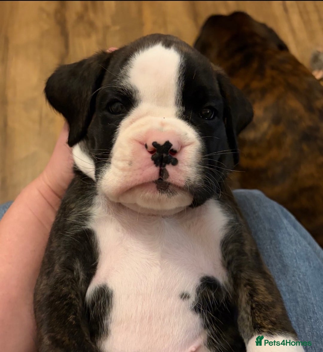 Boxer dogs for sale:  ⭐️ Fully health checked KC registered ⭐️ - Advert 11
