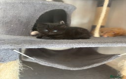 Mixed Breed cats for sale: 4 female kitten  - Image 4