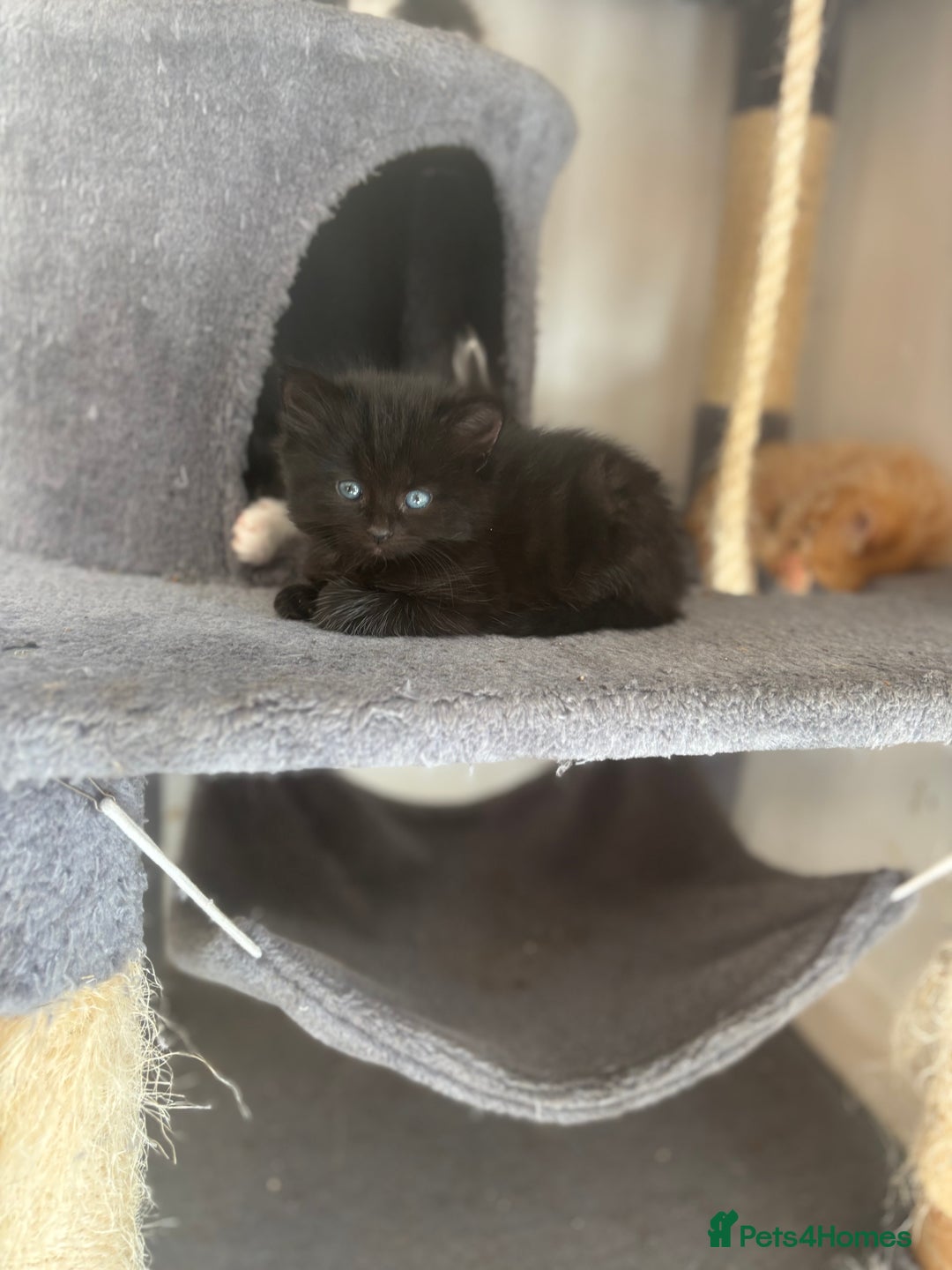 Mixed Breed cats for sale: 4 female kitten  - Image 4