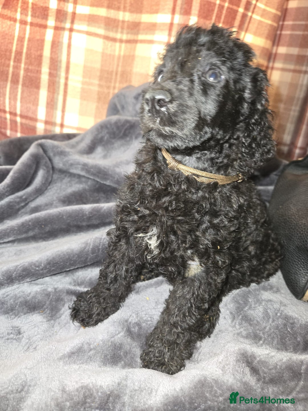 Mixed Breed dogs for sale: Amazing cuddly male pups cockapoo - Image 13