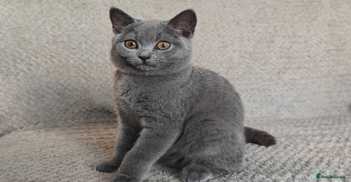British Shorthair cats - Advert 1