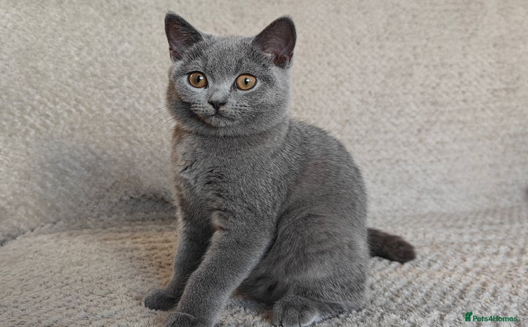 British Shorthair cats - Advert 4