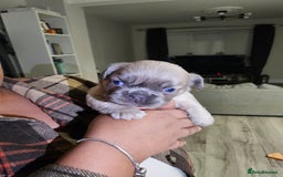 French Bulldog dogs for sale: Beautiful French Bulldog Puppies 2xF - fluffy, 1xM - Advert 9