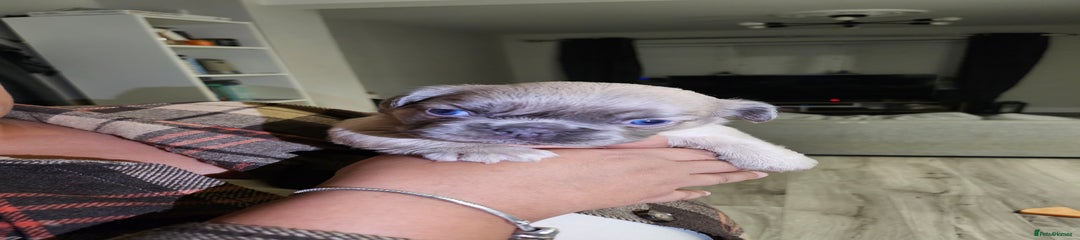 French Bulldog Puppy 2