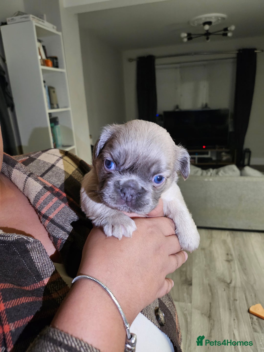 French Bulldog dogs for sale: Beautiful French Bulldog Puppies 2xF - fluffy, 1xM - Advert 9