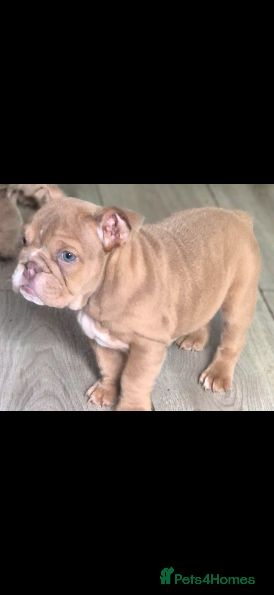 English Bulldog dogs Stunning Lilac Bulldogs - Advert 6
