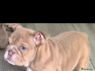 English Bulldog dogs Stunning Lilac Bulldogs - Advert 6