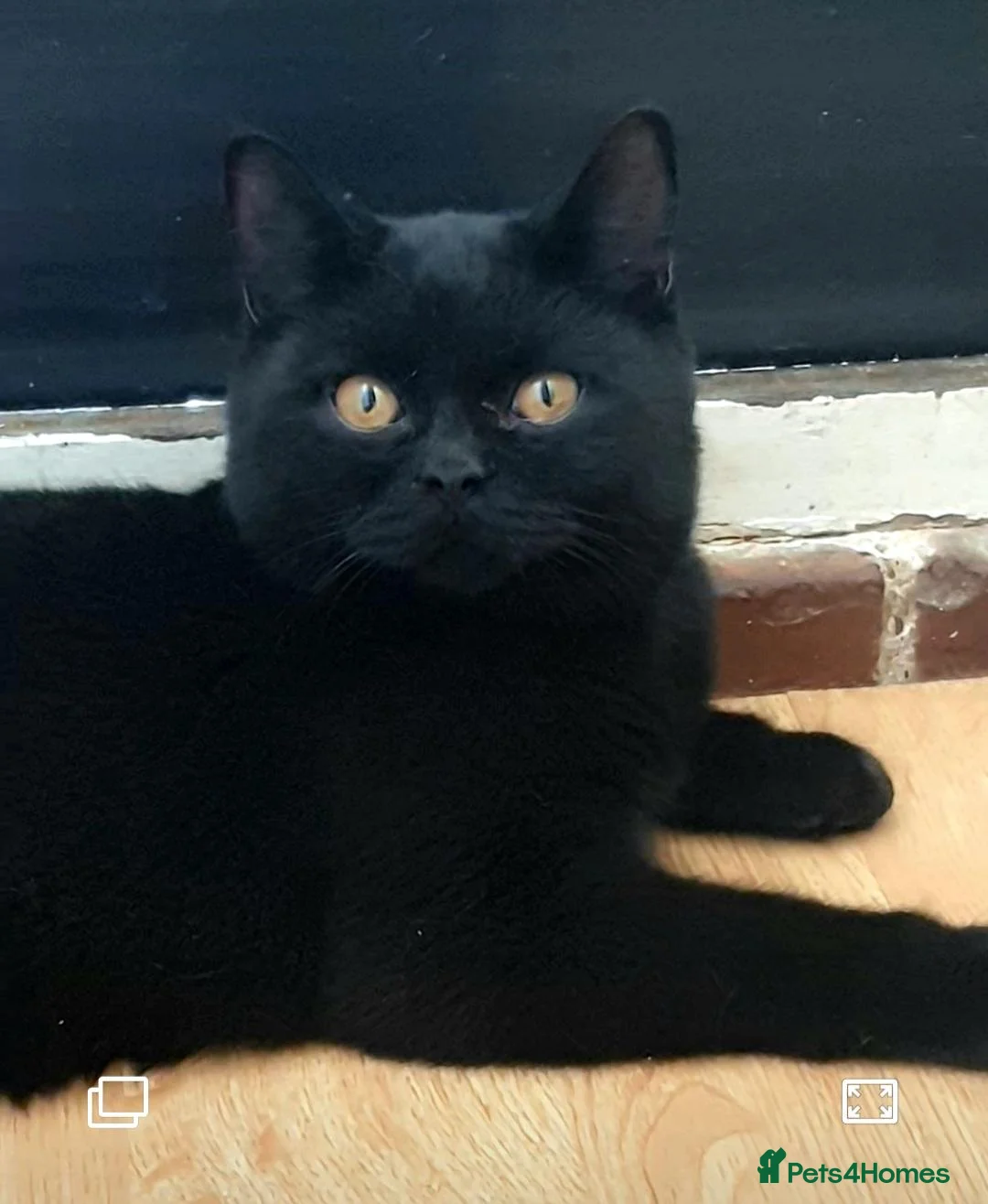 British Shorthair cats for sale: BSH cat - Advert 1