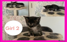 Mixed Breed cats for sale: Stunning kittens for sale  - Image 8