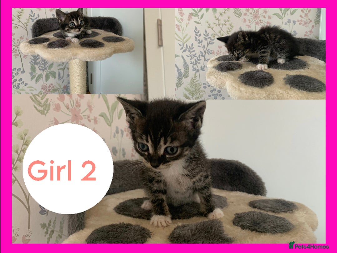 Mixed Breed cats for sale: Stunning kittens for sale  - Image 8
