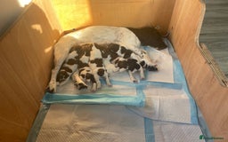 English Springer Spaniel dogs for sale: English springer spaniels  - Image 8