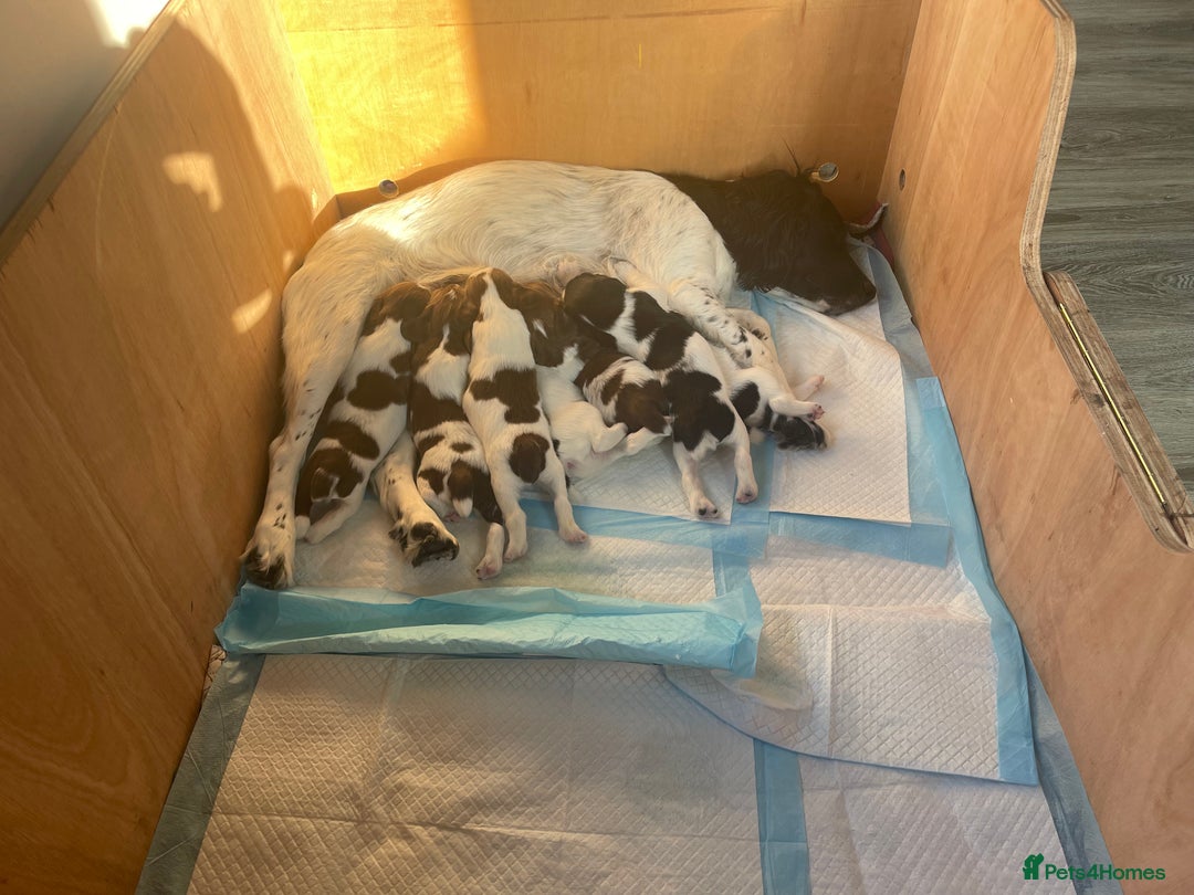 English Springer Spaniel dogs for sale: English springer spaniels  - Image 8