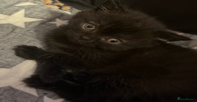 British Shorthair cats - Advert 16