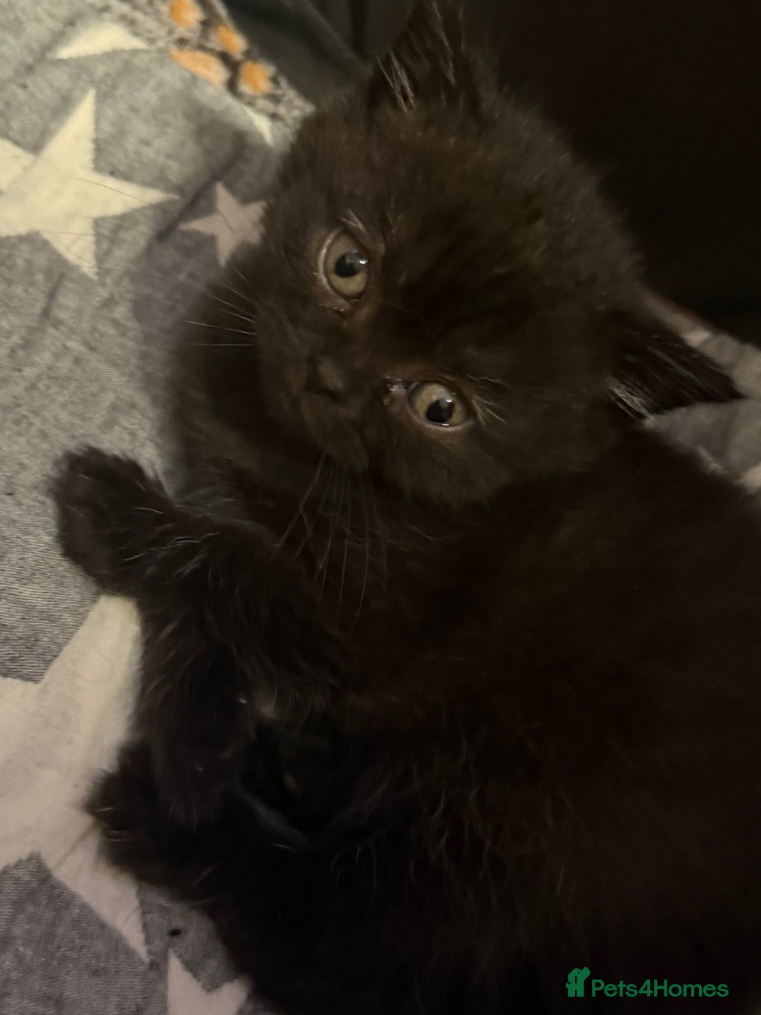 British Shorthair cats for sale: Beautiful British shorthair champion bloodlines - Image 13