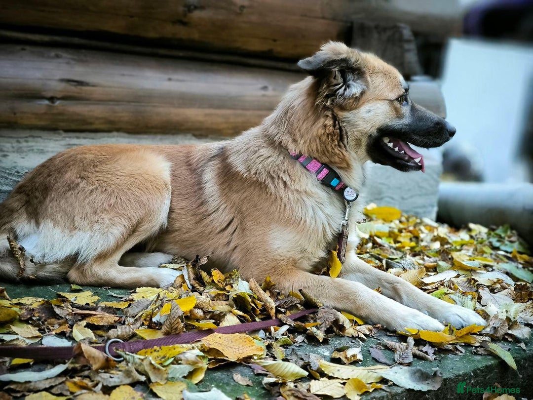 Mixed Breed dogs for adoption: 🐶💖 SOFIE 💖🐶 - Advert 8