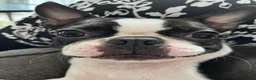 Boston Terrier dogs for sale: Boston Terrier - Female - 4 Year Old - Advert 9