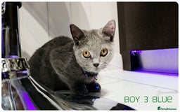 British Shorthair cats for sale: British  Blue Kittens (Delivery  available) - Image 3