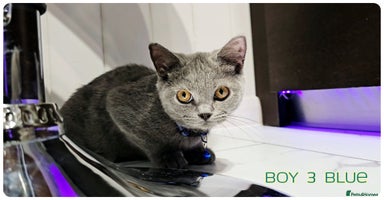 British Shorthair cats - Advert 5