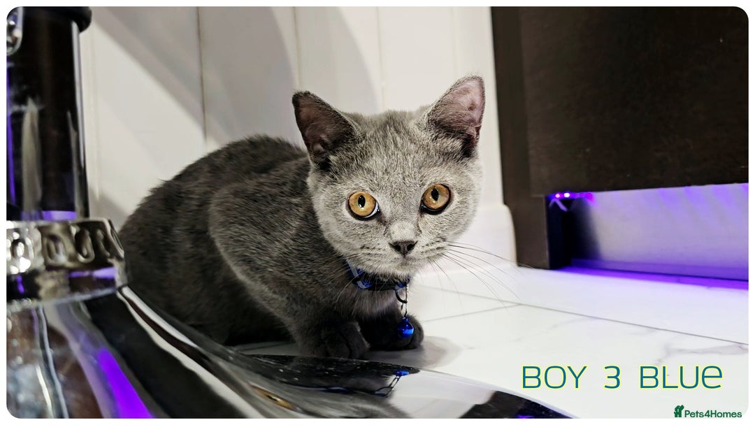 British Shorthair cats for sale: British  Blue Kittens (Delivery  available) - Image 3