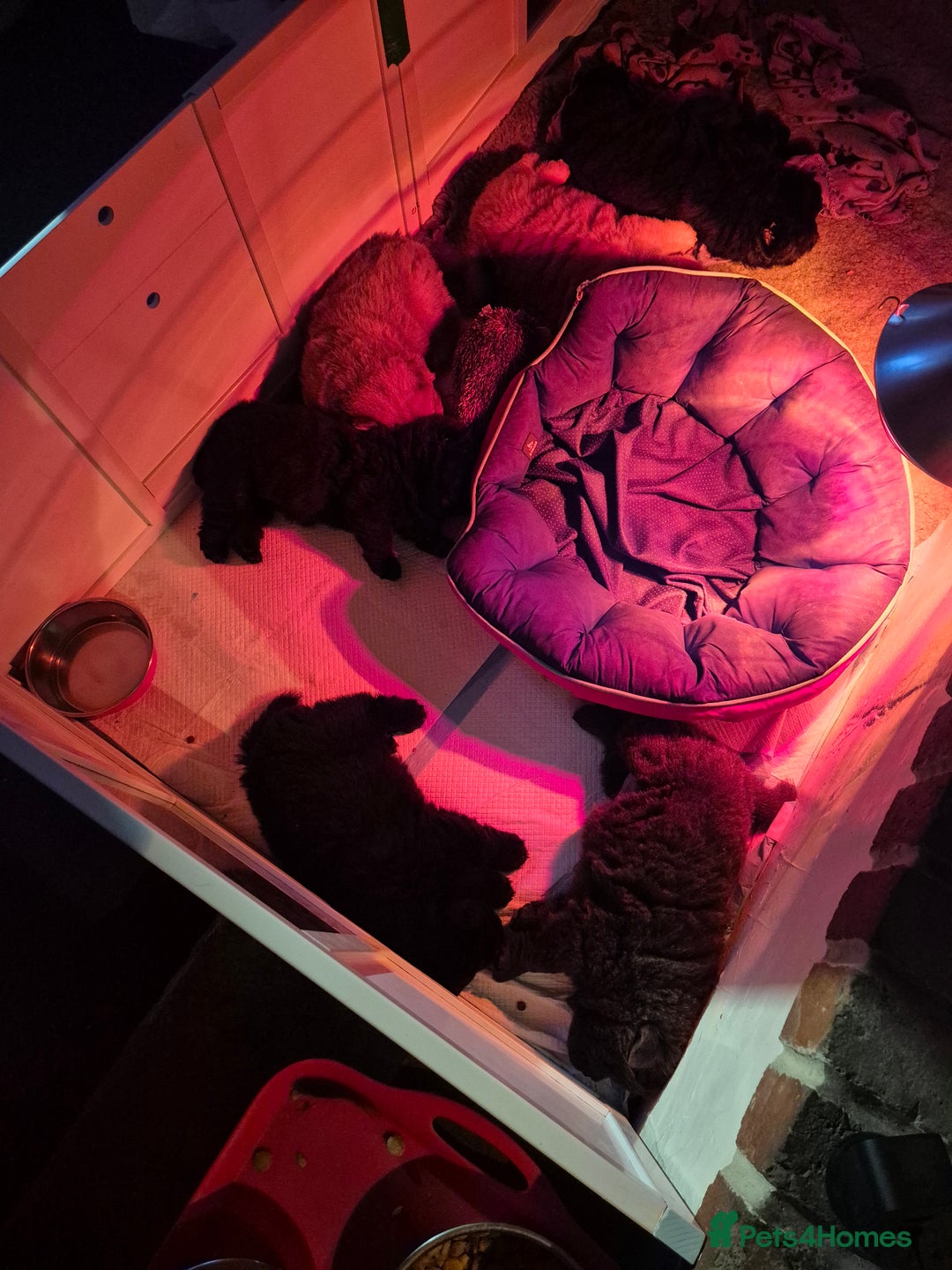 Chow Chow dogs for sale: Adorable Chow Chow puppies. Ready soon. - Advert 3