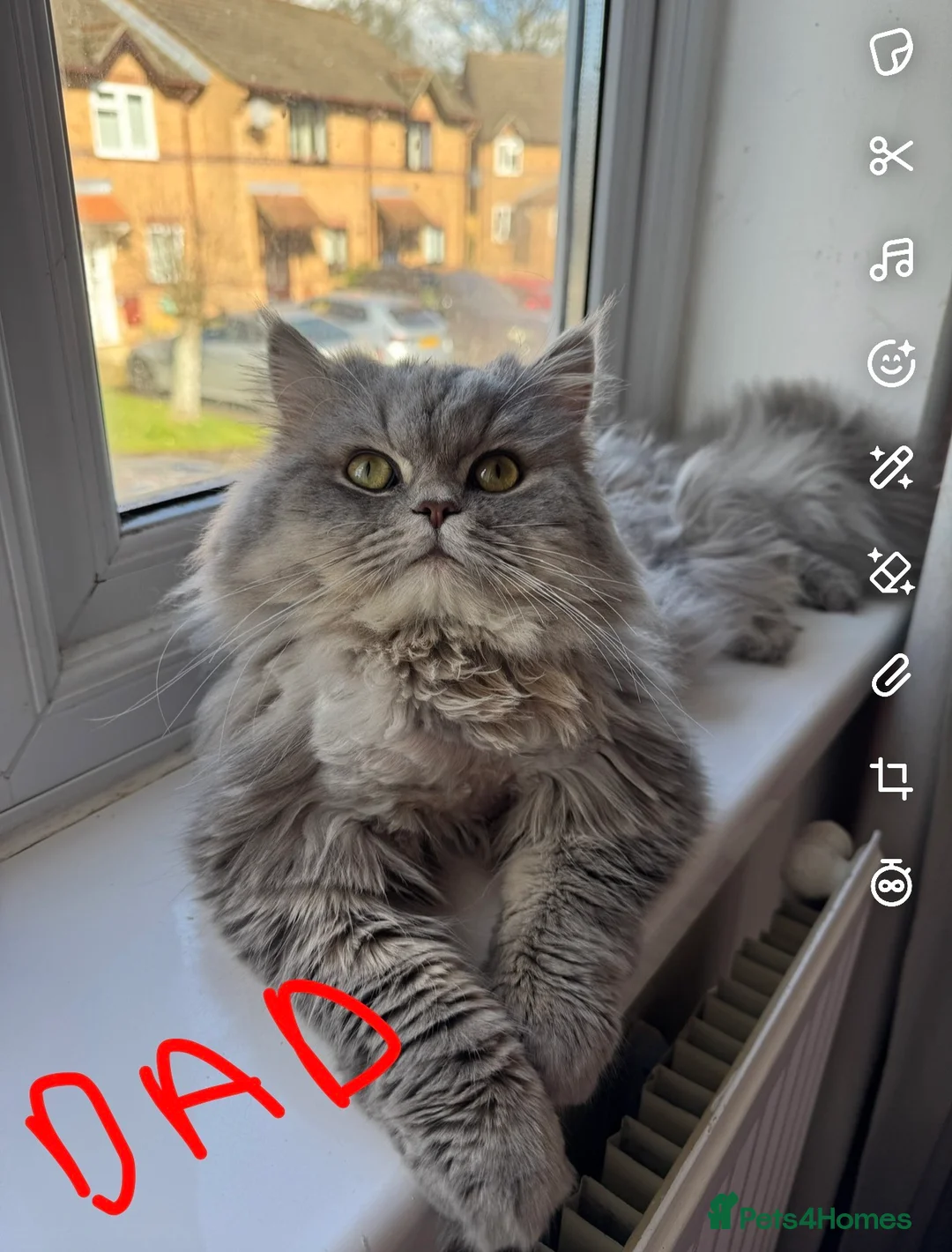 Persian cats for sale: Persian chinchilla pure kittens for sale  in Eastleigh - Advert 7