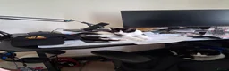 Domestic Shorthair cats for sale: Tuxedo kittens  in Shrewsbury - Advert 4
