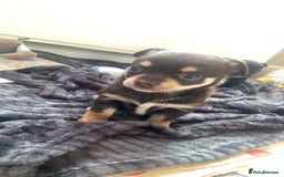 Chihuahua dogs for sale: Chihuahua - Full breed puppies - Image 1