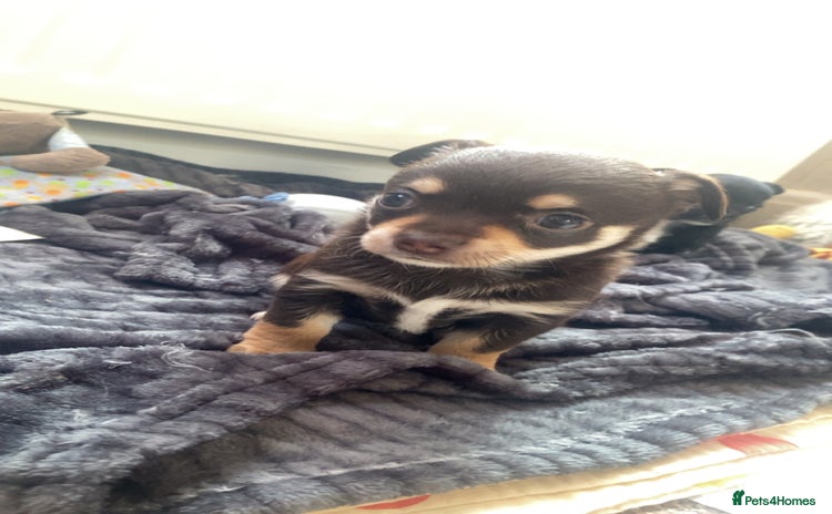 Chihuahua dogs - Advert 14