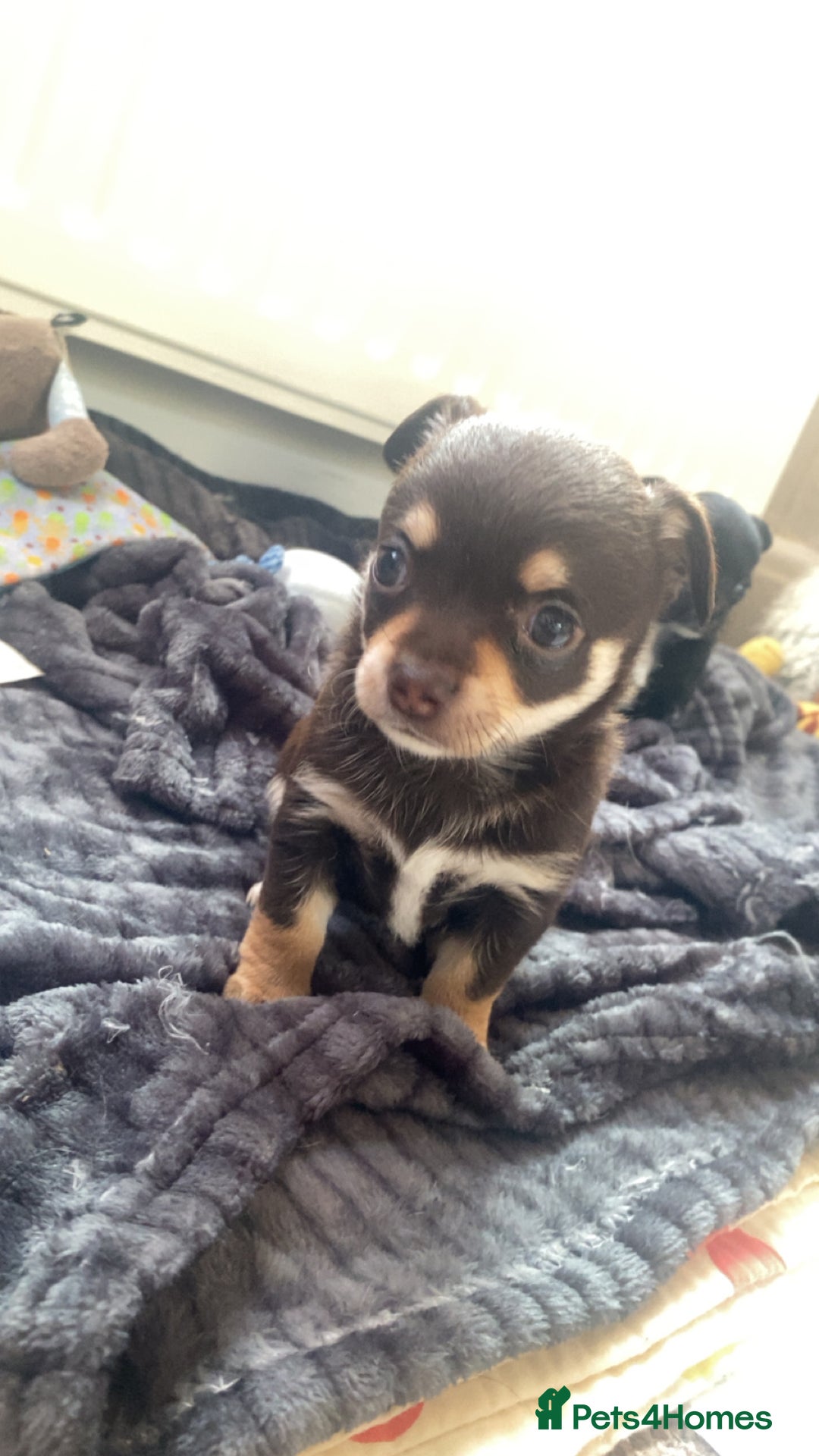 Chihuahua dogs for sale: Chihuahua - Full breed puppies - Image 1