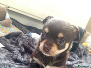 Chihuahua dogs - Advert 17