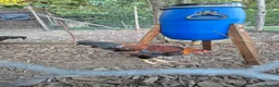 Chickens poultry for sale: LF Welsummer Cockerels  - Advert 6