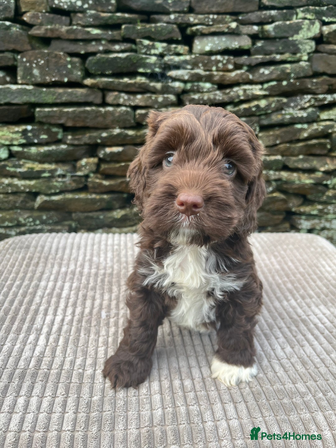 Cockapoo dogs for sale: Cockerpoo puppies  - Advert 4