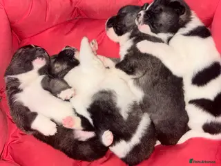 Akita dogs Akita pups March 12th - Advert 3