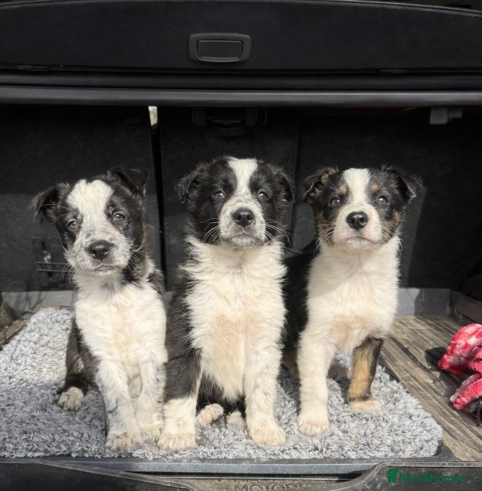 Border Collie dogs Border Collie Puppies  - Advert 2