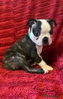 Boston Terrier dogs - Advert 1