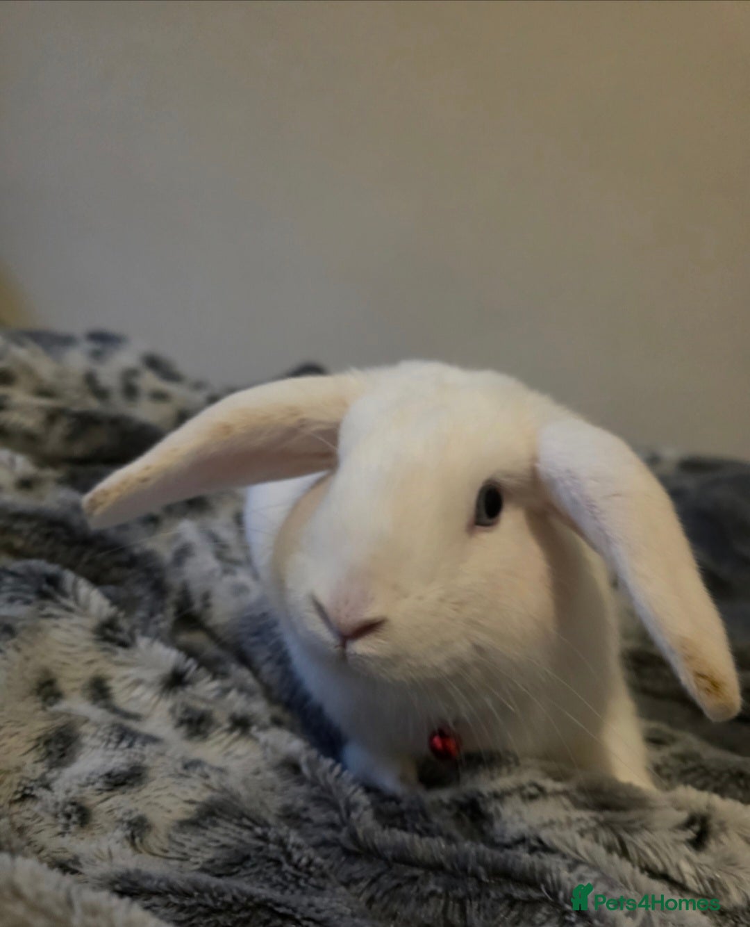 Cashmere Lop rabbits Male  - Advert 2