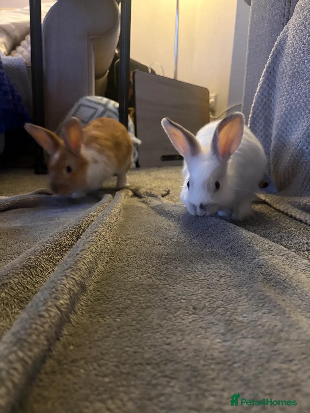 Dwarf Lop rabbits for sale: 2 bonded dwarf lop rabbits - Advert 2